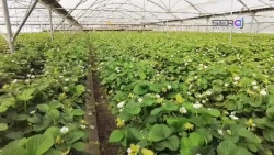 تجربه جالب یک گلخانه‌دار در استفاده از دستگاه نانو حباب ایرانی