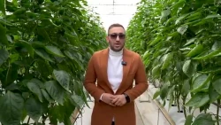 تاثیر فناوری نانوحباب بر بهره‌وری گلخانه‌های فلفل دلمه ای